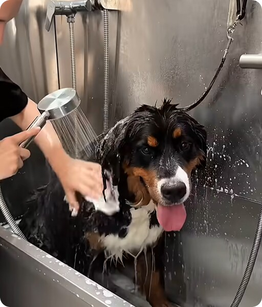 Berneński pies pasterski