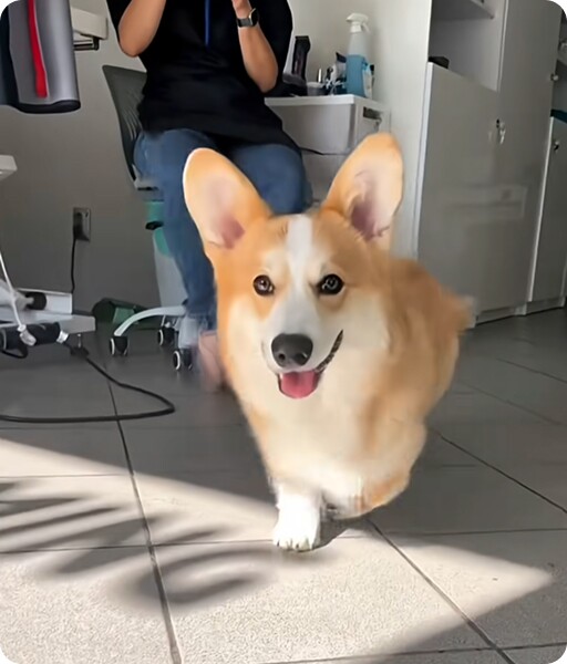 Corgi