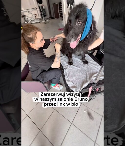 Собака старшого віку