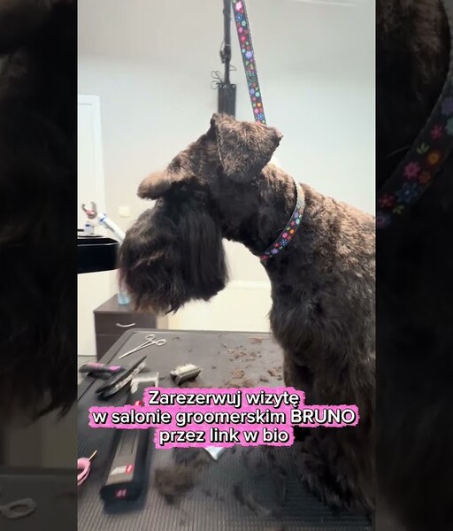 Шнауцер